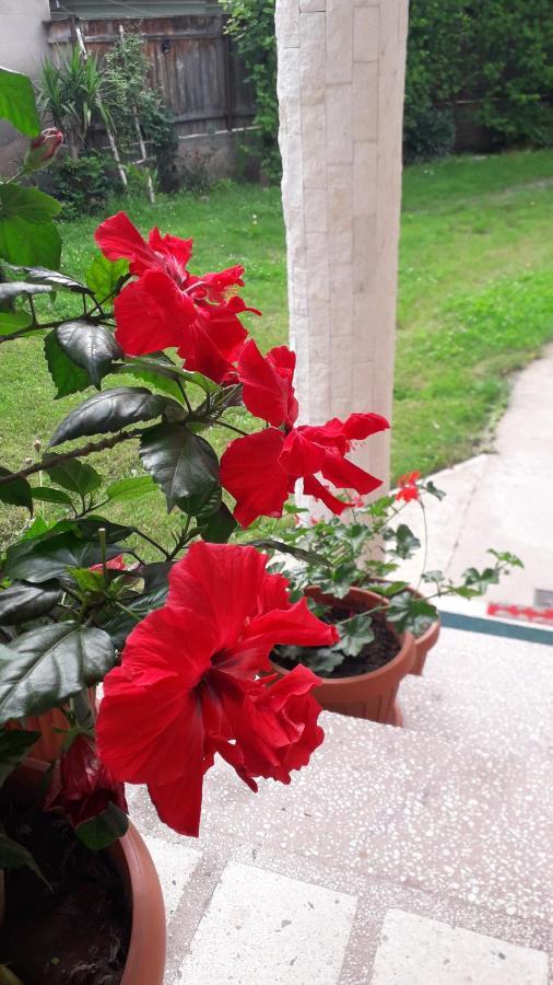Pensiunea Shalom Sîncraiu Buitenkant foto